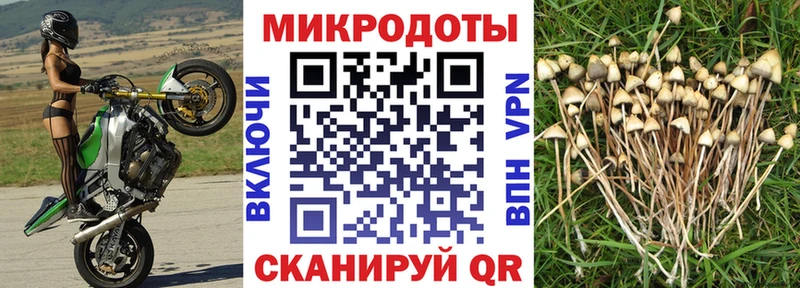 blacksprut ССЫЛКА  Новосокольники  Галлюциногенные грибы прущие грибы 